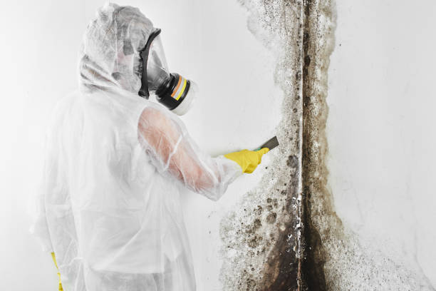 Mold Removal Process in Winder, GA