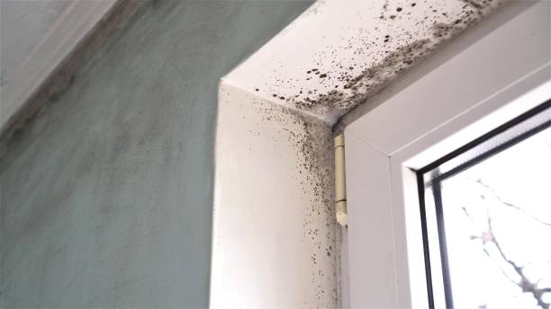 Best Certified Mold Removal  in Winder, GA