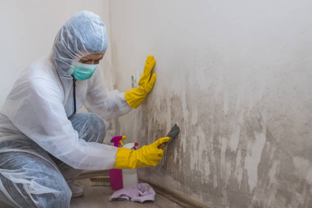 Professional Mold Removal in Winder, GA