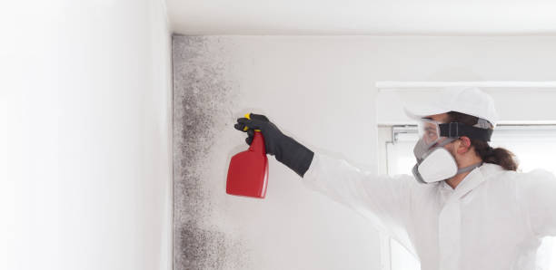 Best Fast Mold Removal  in Winder, GA
