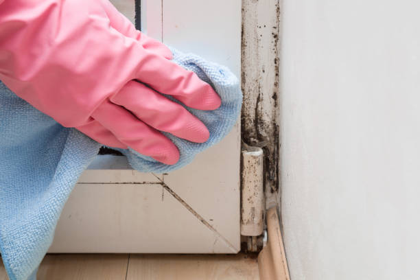 Best Mold Testing  in Winder, GA